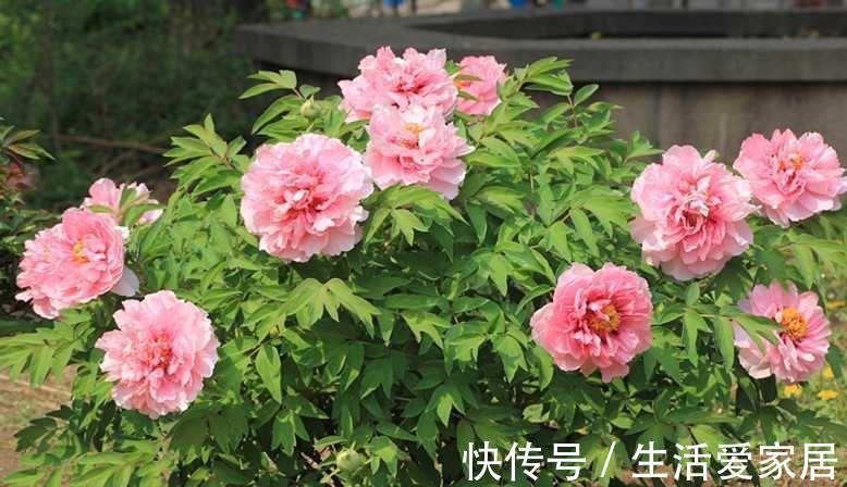 花卉|4种喜光花卉，越是多晒太阳，越是花繁叶茂，鲜艳貌美