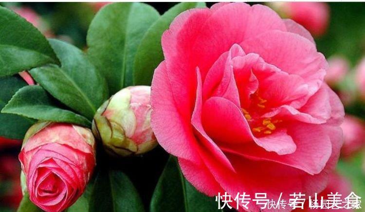 养花就养4种花,好养易活花量大,开花就爆盆,不易生病好养护