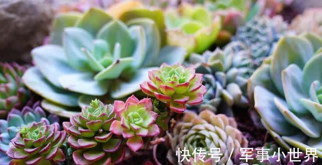 秋丽|养多肉却不会浇水,不用急,用好“四季浇水表”,不徒长不黑腐