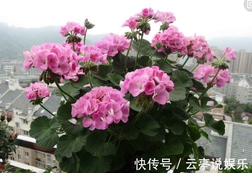 中药|这2种生活垃圾别扔丢花卉盆栽里，很快叶绿疯长开花到爆盆！