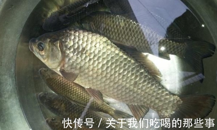 营养|这5种鱼没营养,对人体有害,早被拉入“黑名单”,但很多人爱吃