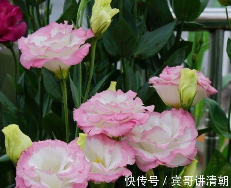 几款花卉花艳易爆盆,漂亮好闻,花开美观又大气