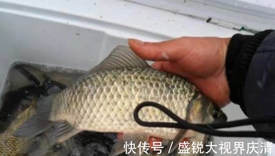 套路|气温高,大板鲫就难钓了?立马换用这套路,接连上鱼忙不过来