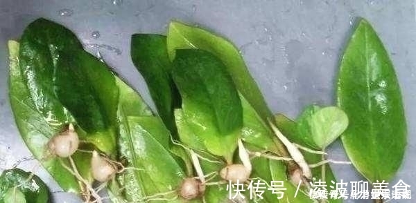 多肉|这5种花草，别花钱买，掐一片叶子插土里，一个月长满盆，贼省钱