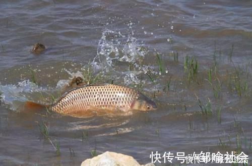 声响|钓鱼时不能大声说话，声音会把鱼吓跑，鱼真能听到人说话吗？