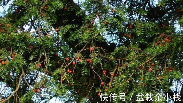 红豆杉|今年流行的7种“观赏花”，家里养一盆，大气又吉利