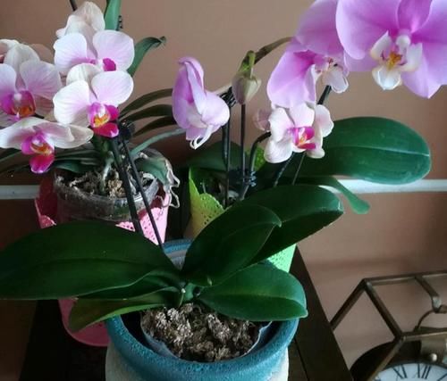 年宵花|蝴蝶兰“烂大根”？秋天剪一剪泡个澡，照样开成花中“美王后”