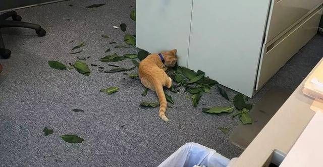 可爱即正义，用美貌征服罪犯的现实版橘猫警长