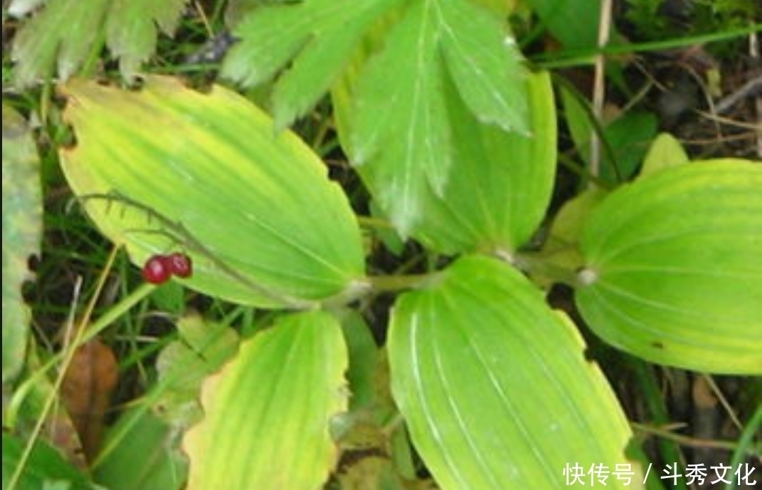 十个人九个腰疼,此草根冲酒服,腰不疼了,腿不酸了,早知早健康