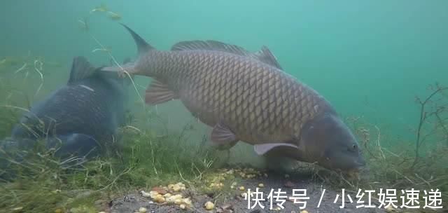 野钓|野钓实战探讨，短子线和长子线之间，哪一种优势更大