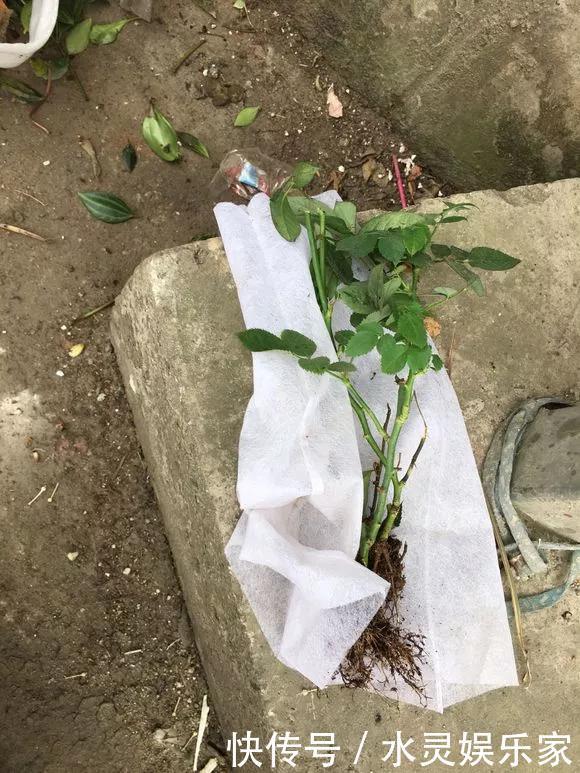 路边一堆“名贵花”,丢人也要捡,捡回家养2个月就开花!