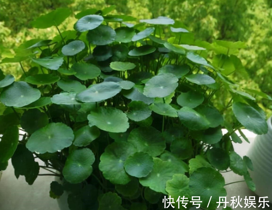 铜钱草|6种“聚财花”,养在家里好兆头,漂亮又大气,还有好运满满