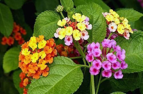 养花就养这几盆,天天变颜色,从早到晚变不停,眼花缭乱看不够