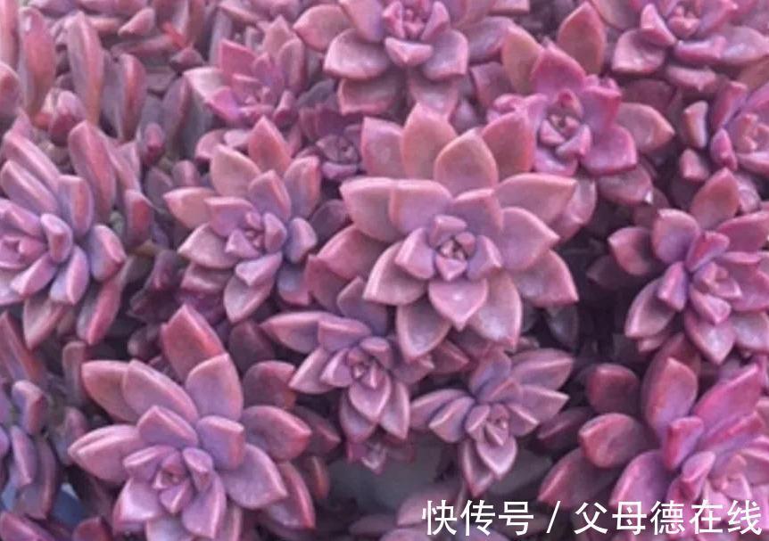 6种大普货多肉,真的好养易出状态,秋冬上色后超级漂亮