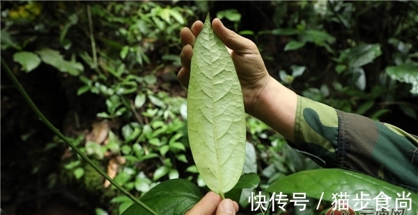 藤枣——生长在雨林中的濒危物种