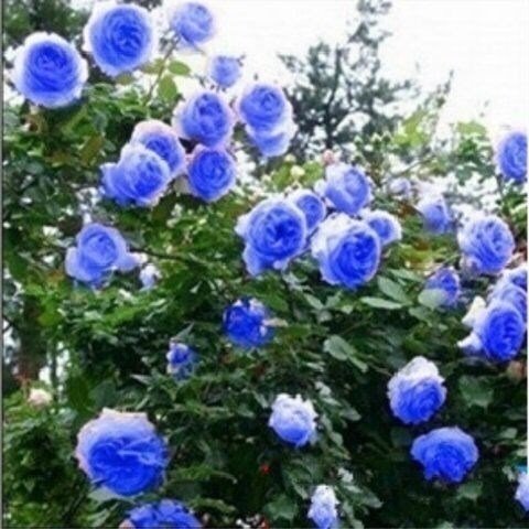 如果家有院子,赶紧种6款花苗,让院子丰收一片花海不再是梦想