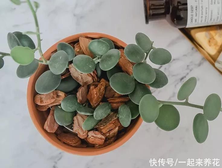 呆萌圆滚小萌物“碧雷鼓”，花语是：我可以背出圆周率