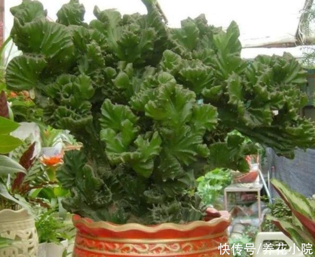 旺宅|家中养盆“玉麒麟”,招财旺宅寓意好,还容易养护