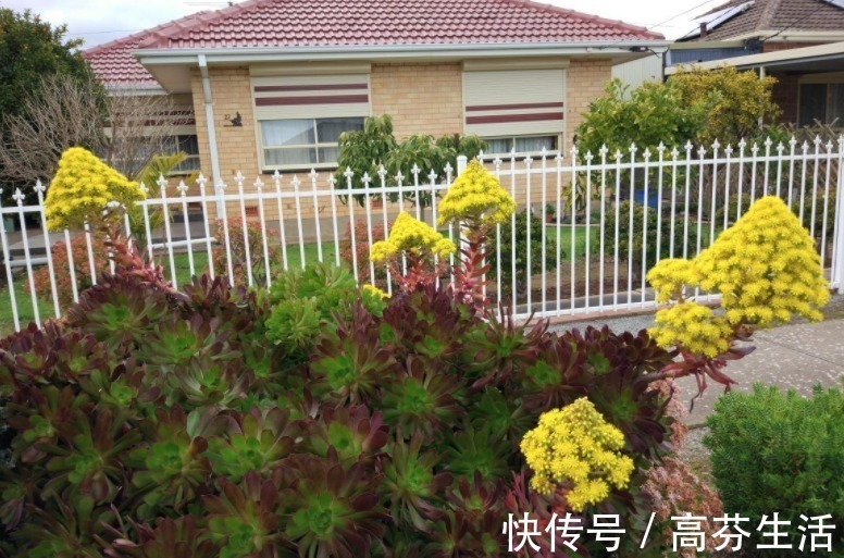 观音莲|开花会死的多肉名单,你家要有养,看见花箭就“给一刀”