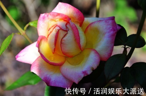 桃花|春节期间，缘分桃花十里飘来，追求新鲜爱情的4大生肖