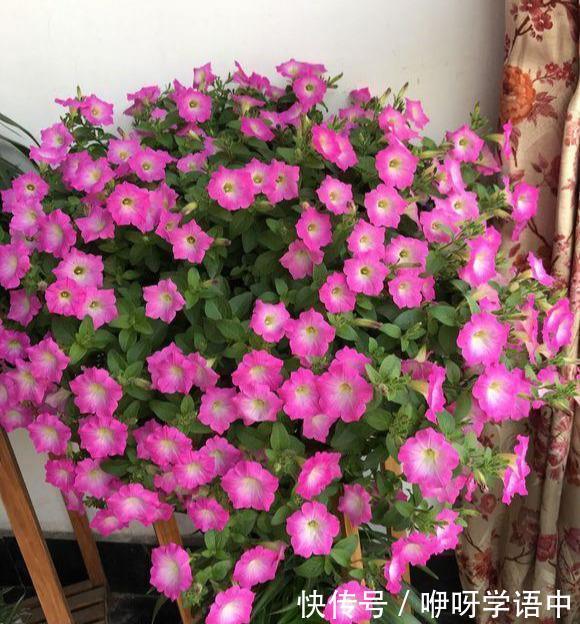 孤零零|3种“掐头花”,娇生惯养不成器,天天修理它,月月爆花球