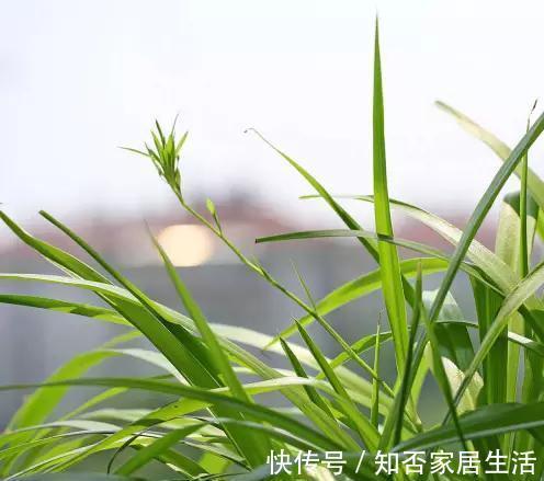 叶片|吊兰那么好养，为什么你总是养残废