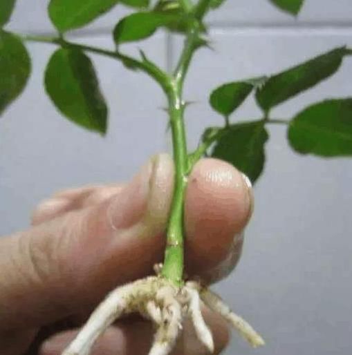 养花扦插总是失败,原因就是没做好“这五点”,不懂就快学一学