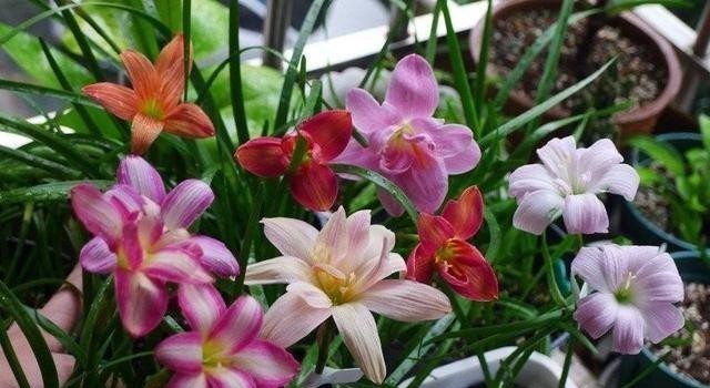 开花|让风雨兰“更勤花”,做到2步,半个月能复花,经常赏花