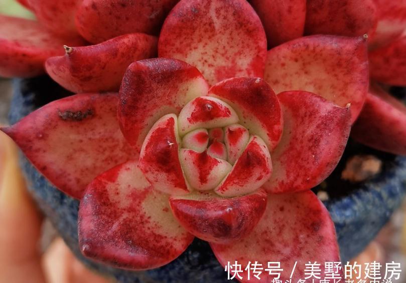 叶片|美若红颜,甜如蜜语——多肉红颜蜜语不好养?我养过后不这么认为