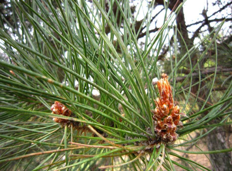 保健品|山里的这“针”,能治便秘与失眠,必要时还是急救良药