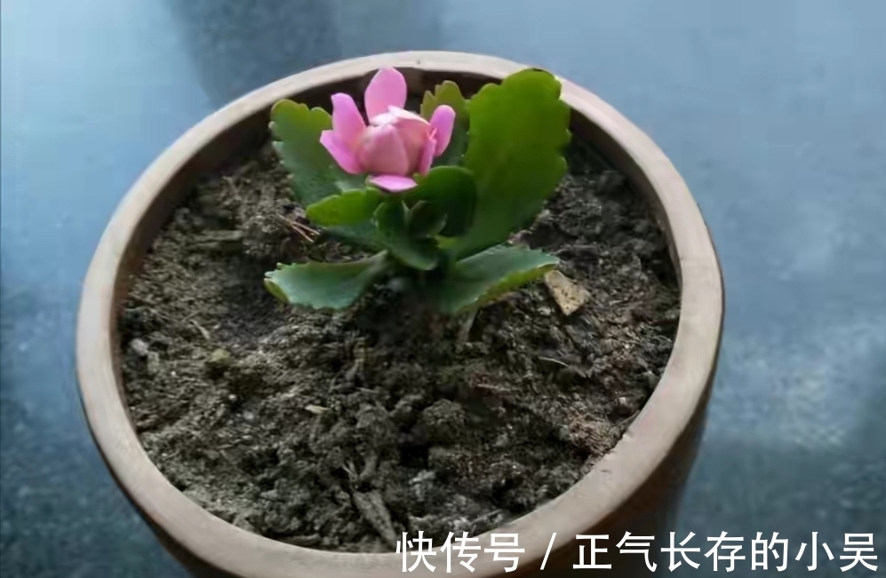 长寿花有“4喜”和“3怕”，冬天养护尤其要注意