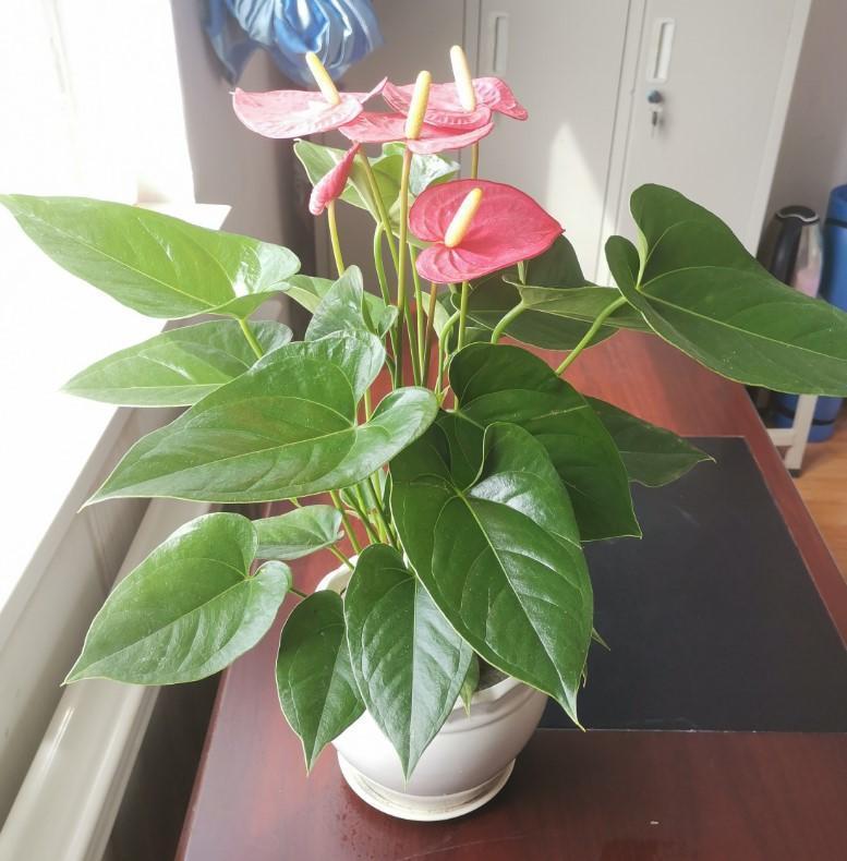 灌点|5种大型花原来是个酒鬼,每周灌点酒,喝完马上绿油油!