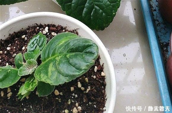 大岩桐花|一种四季开花的花,用叶子都能“插活”,漂亮又好养,不养可惜了!