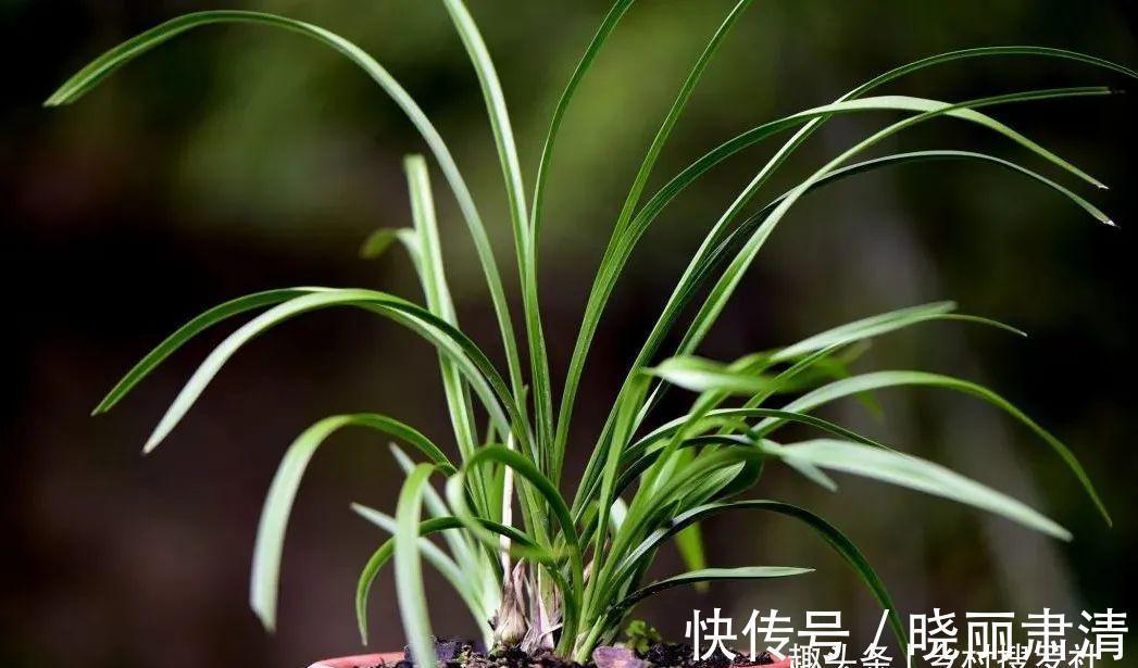 立冬以后兰花不能浇水,这个观点害惨了兰友,春兰蕙兰花苞都没了