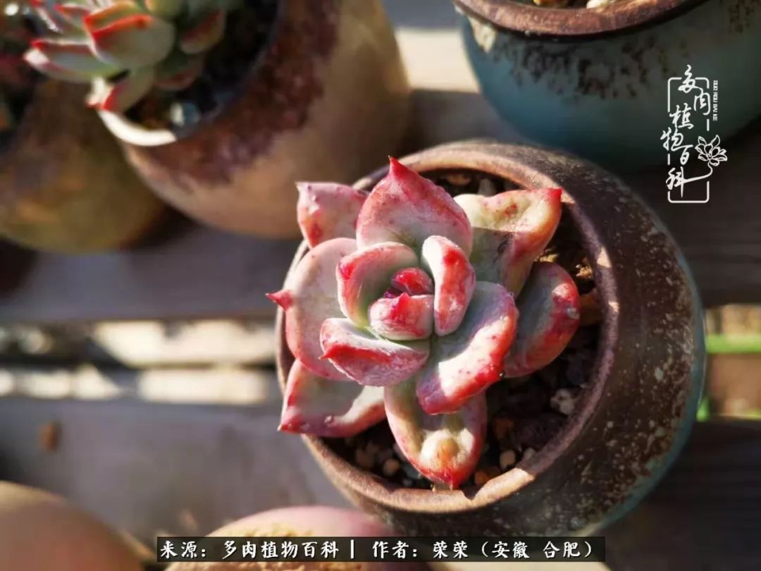 金秋时节，变化带来的惊喜不正是养肉的乐趣所在么！