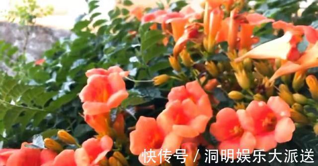 漂亮|漂亮的“凌霄花”，掐一段小枝条，埋土里就活，太好养了！