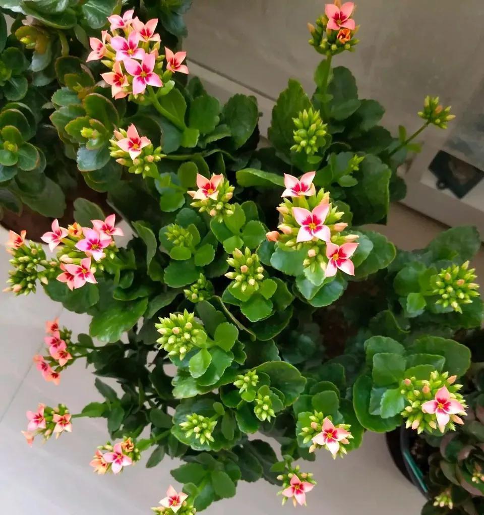 为何花店卖的长寿花叶片那么大?长寿花的叶片是大好还是小好?