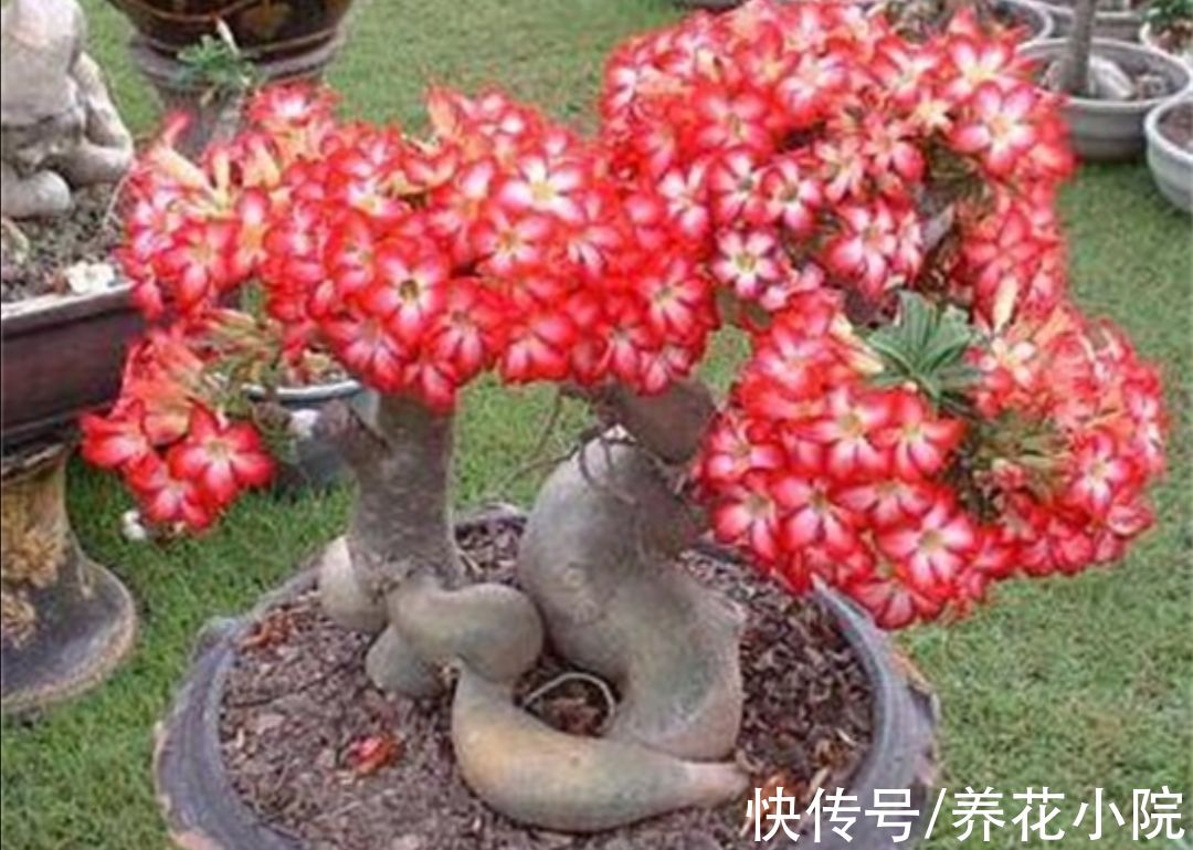 沙漠玫瑰|3种花，耐干旱又好养，一年开花好多次