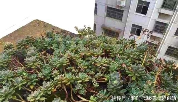 这里的多肉不要钱,长在房顶瓦缝里,还是漂亮大老桩