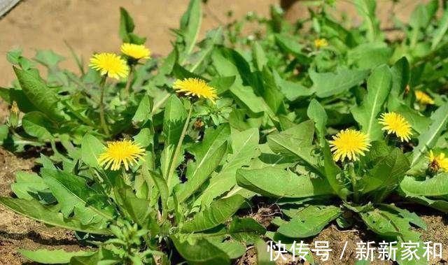 服用|蒲公英泡水喝有讲究,四大好处和三大禁忌一定要了解
