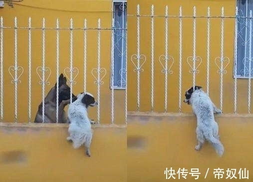 为何脑袋伸到栅栏里回不出来，专家经研究，说：这是穿衣针效应