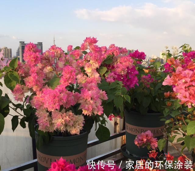 花友|哪些花不怕渴？这些花耐旱能力一流，适合“懒人”花友养！