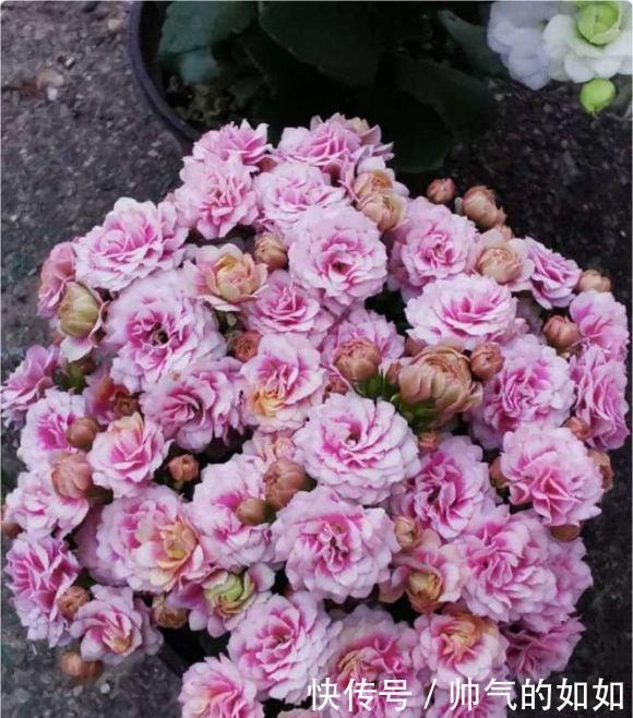 家里的长寿花，用什么肥料好3种肥按照顺序用，更容易开爆盆