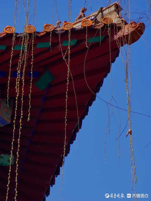 老年|就地过年春在身边｜牛年佳节春来早，济南趵突泉垂柳发新芽