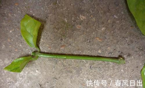 扦插的枝条没木质化,这种枝条能成活吗,扦插宜取哪一部位的枝条