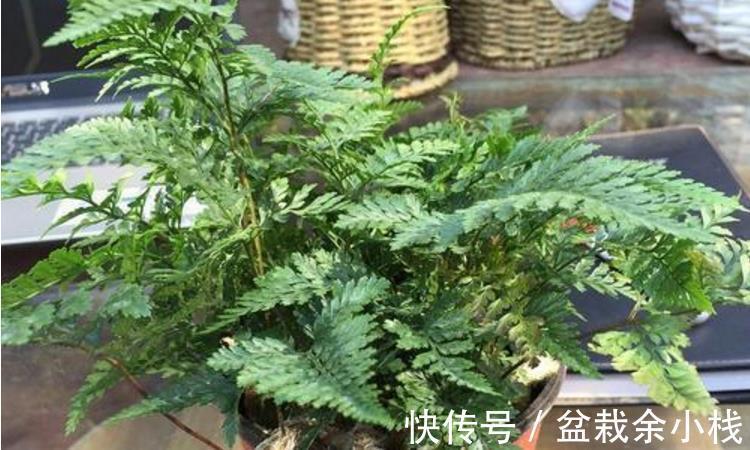 凤尾蕨|小时候常见的1种杂草，如今遍寻不到，制成盆景别有一番风趣