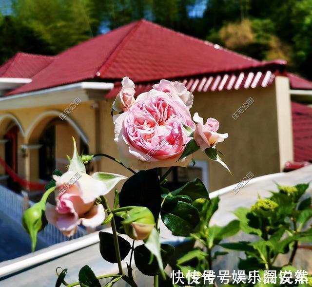 别墅|别拿一层不当别墅!5个真实案例,告诉你在农村建一层别墅有多爽