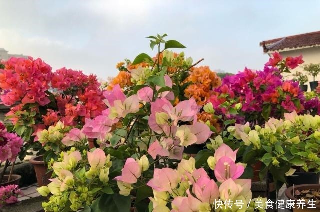 偷偷告诉你,高手养花必备“4个技巧”,养啥花都能“枝粗叶绿”!