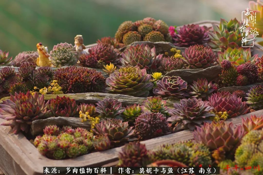 这多肉拼盘这么仙!如何制作达人手把手教你制作长生草拼盘!