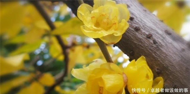 腊梅傲雪5首:一冬不被风吹落,却讶江梅易断肠